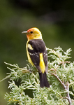 Western Tanager